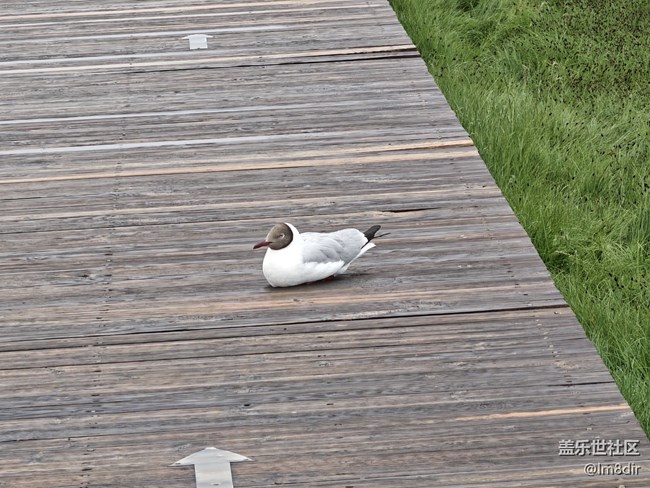 【時間影像】+若爾蓋花湖隨拍