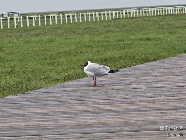 【時間影像】+若爾蓋花湖隨拍