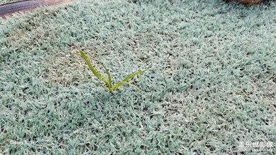 美麗的世界，生命的頑強