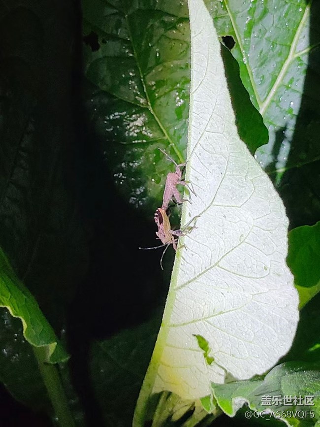 【夜生活】植物園