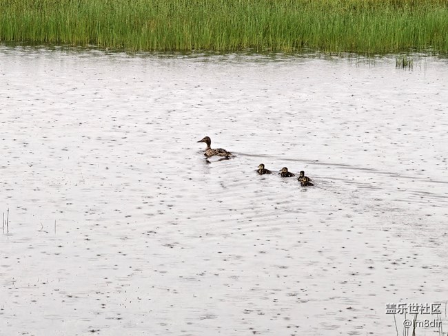 【時間影像】+若爾蓋花湖隨拍