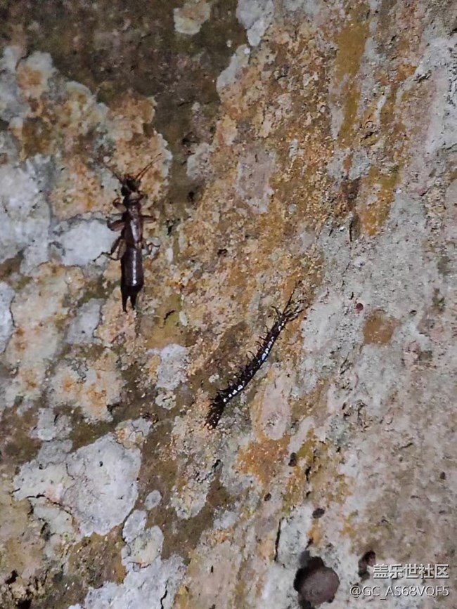 【夜生活】植物園