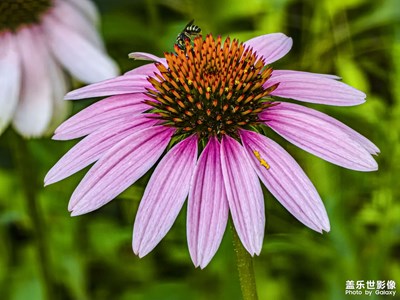 【三星手機(jī)攝影】盛開的花朵