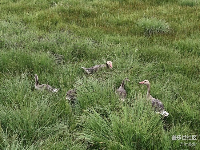 【時間影像】+若爾蓋花湖隨拍