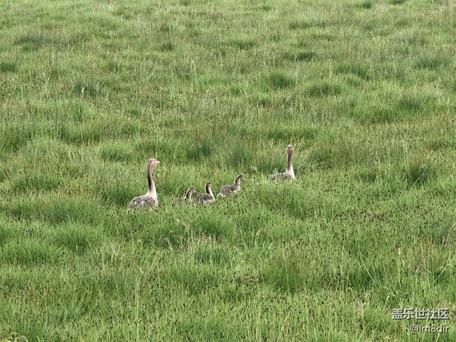 【時間影像】+若爾蓋花湖隨拍