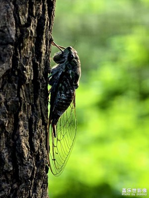 【時光印象】聽蟬鳴夏