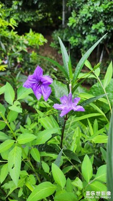 【時光印象】+露營