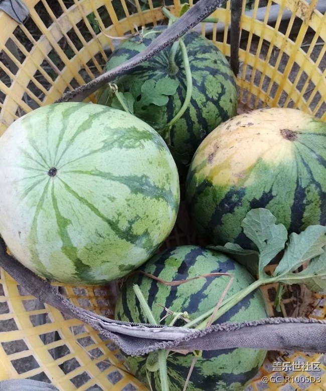 【夏日限定】豐收