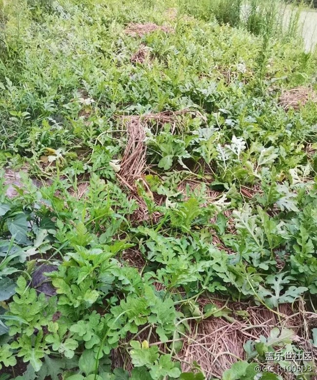 【夏日限定】豐收