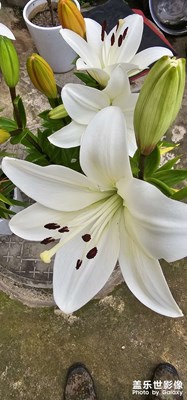 這是什么花