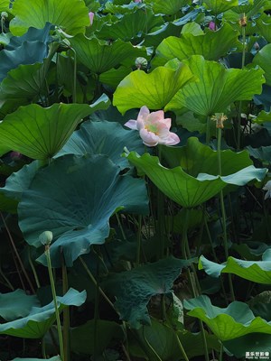 【時光印象】+夏季荷花