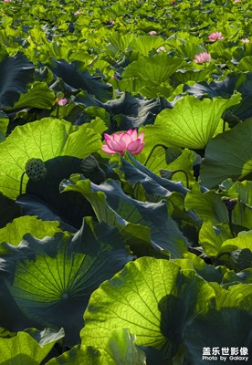 三星手機(jī)長焦拍荷花