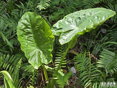 【時(shí)光印象】+時(shí)光美好