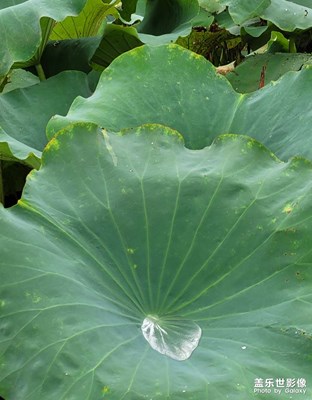 【隨處精彩】+雨后清新