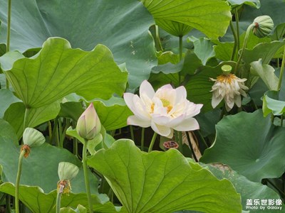【隨處精彩】雨后賞荷花