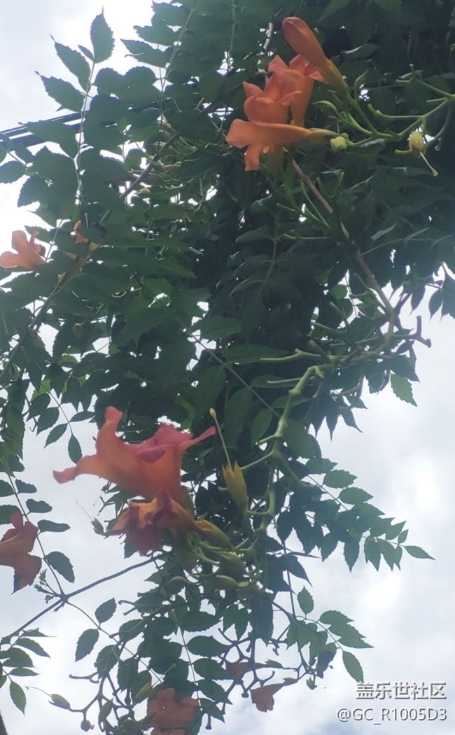 【時(shí)間影像】墻頭花