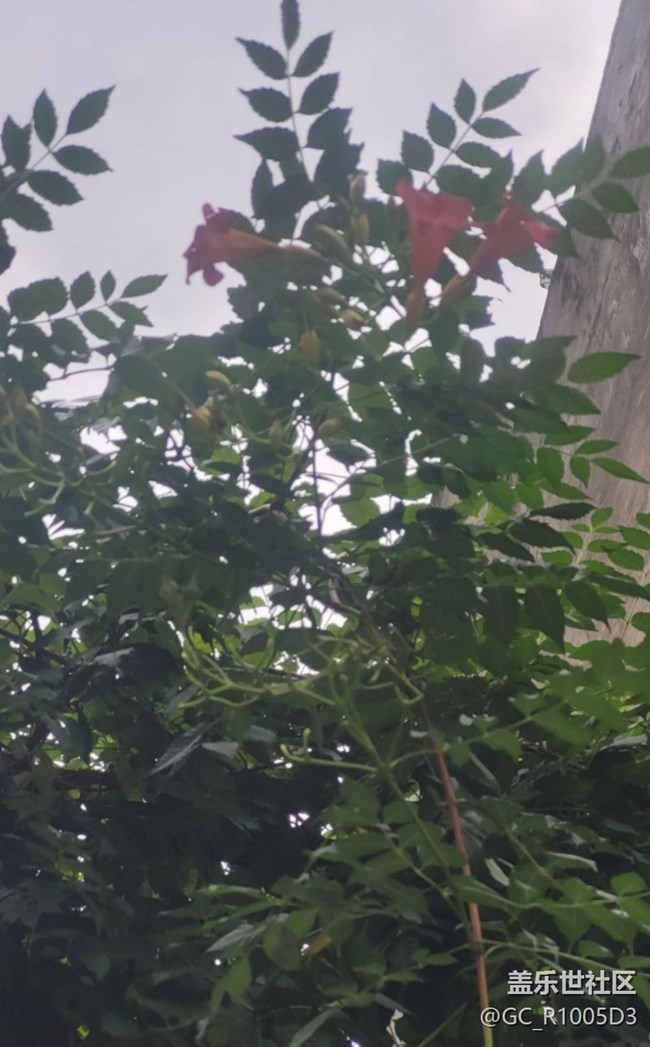 【時(shí)間影像】墻頭花