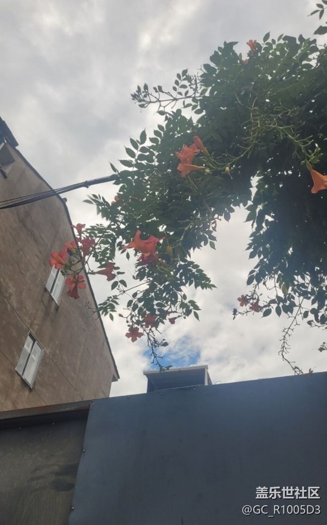 【時(shí)間影像】墻頭花