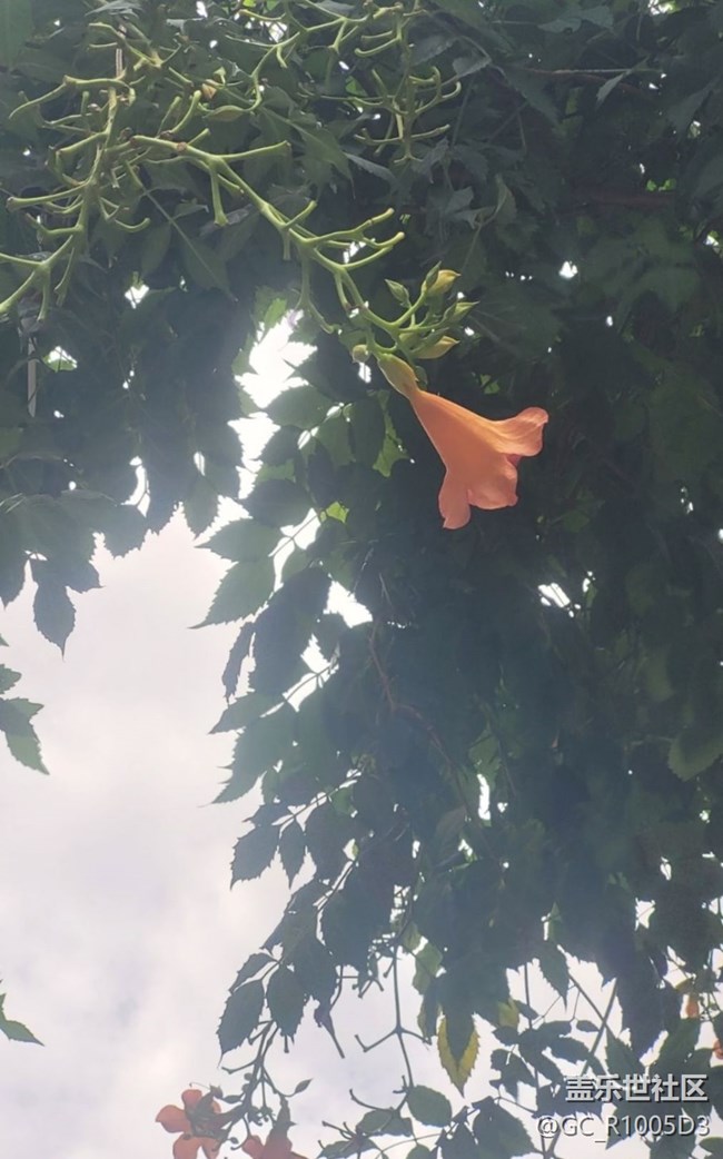 【時(shí)間影像】墻頭花