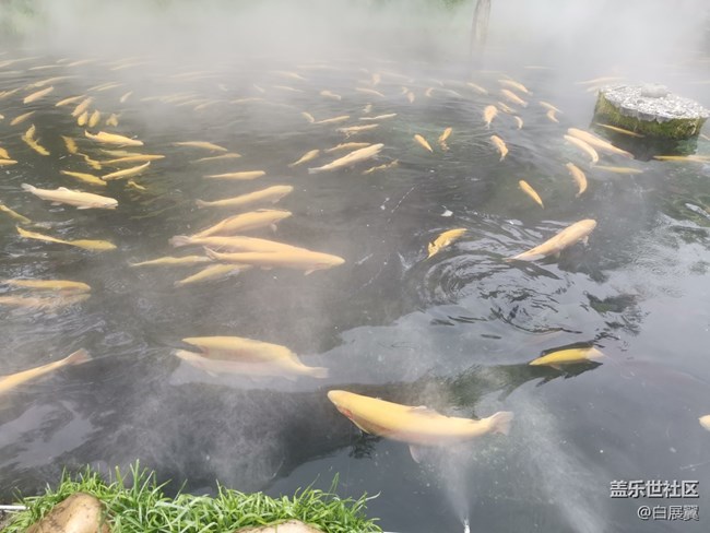 【尋秋】好想變成一條魚