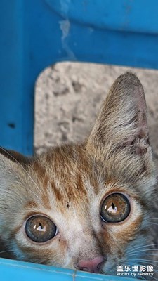 【隨處精彩】貓咪