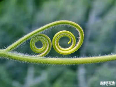 【隨處精彩】南瓜須