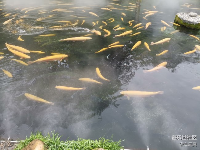 【尋秋】好想變成一條魚