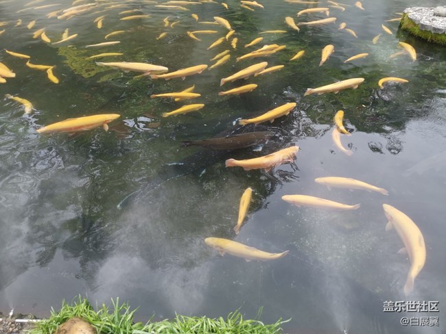 【尋秋】好想變成一條魚