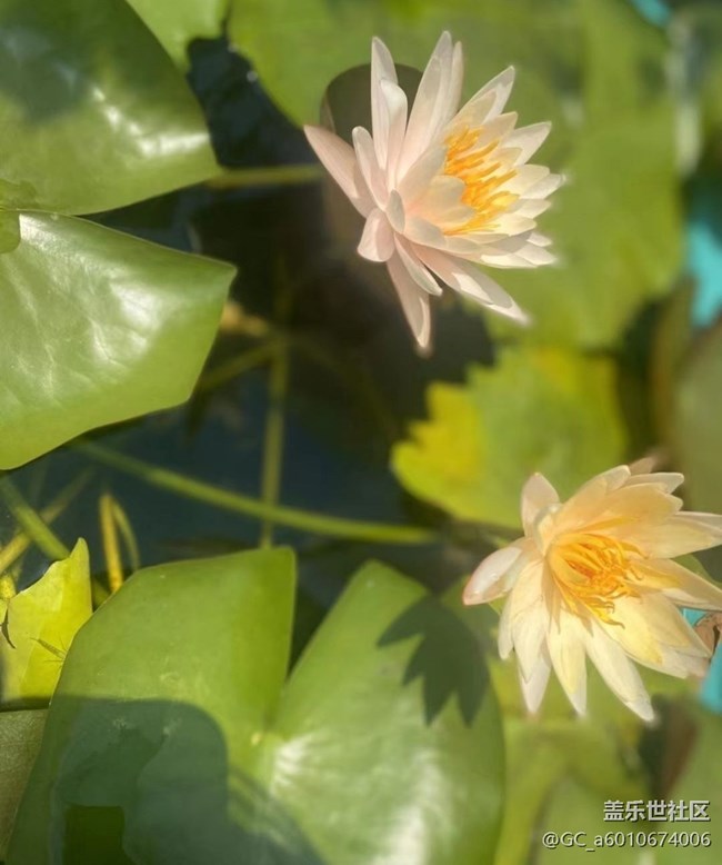 【夏日限定】風(fēng)光秀麗