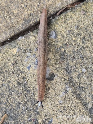 偶遇一只??蝸牛