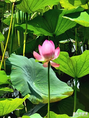 【隨處精彩】+睡蓮隨拍