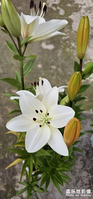 每日一圖