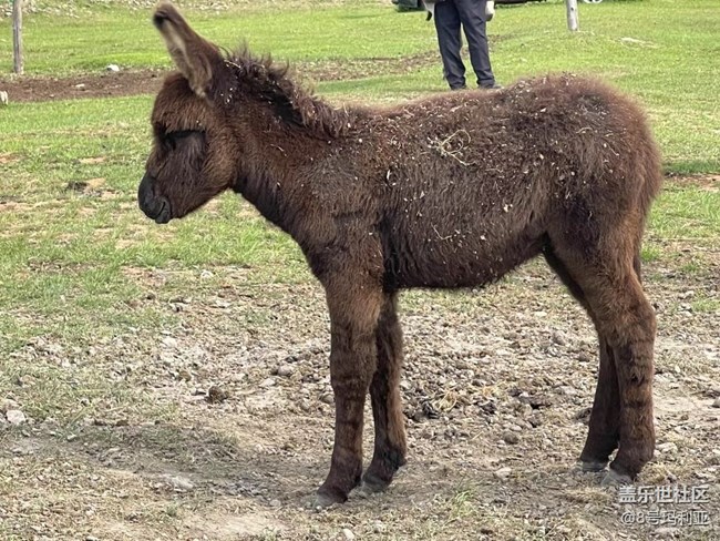 【時(shí)間影像】喂驢