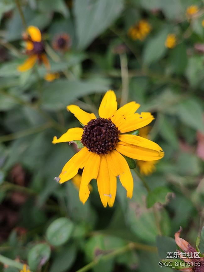 【尋秋】+菊花開(kāi)了