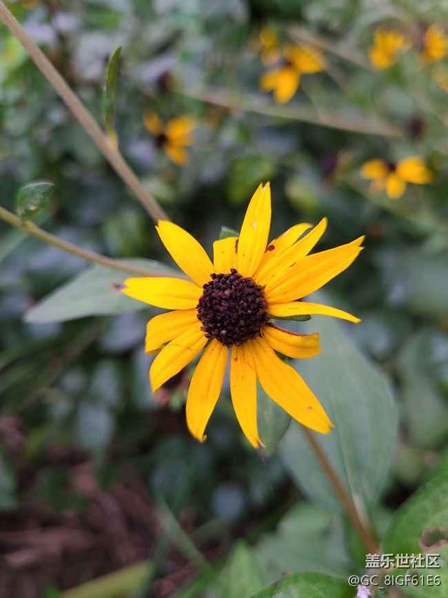 【尋秋】+菊花開(kāi)了