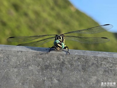 野外-蜻蜓
