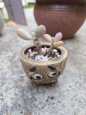 【隨處精彩】可愛多肉