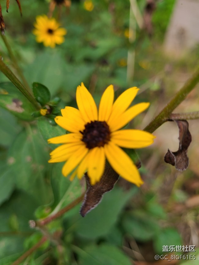 【尋秋】+菊花開(kāi)了