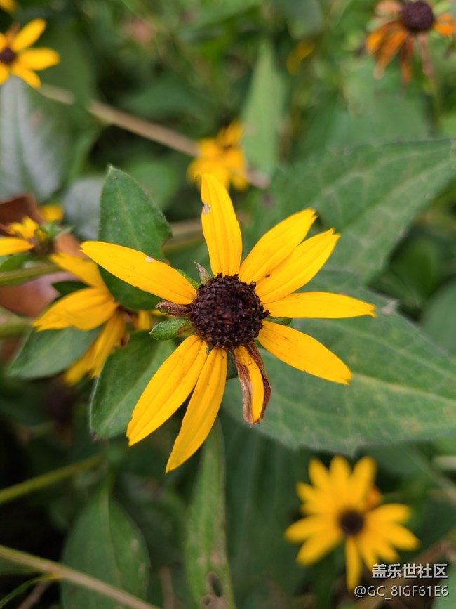 【尋秋】+菊花開(kāi)了