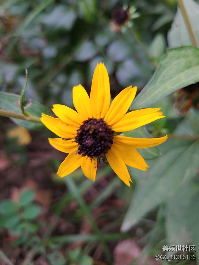 【尋秋】+菊花開(kāi)了