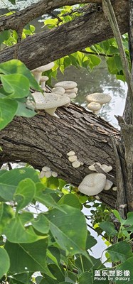 每日一圖