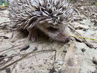 偶遇一只小刺猬