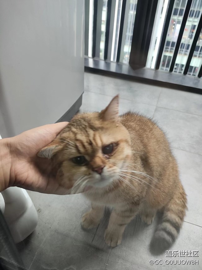 【夏日限定】讓擼的貓貓