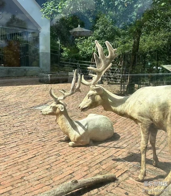 【時間影像】動物園