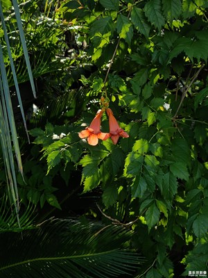 【隨處精彩】紅花綠葉