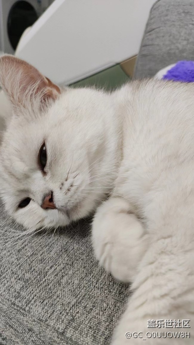 【夏日限定】讓擼的貓貓