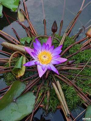 【隨處精彩】+睡蓮