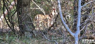 發(fā)現(xiàn)一只鹿。