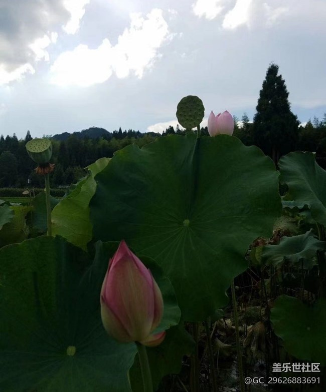 【夏日限定】葫蘆與荷花