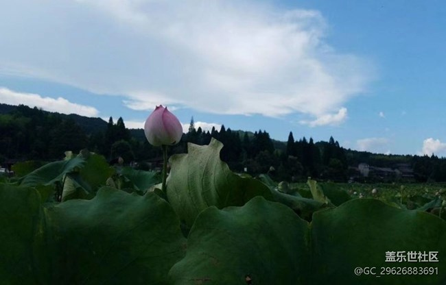 【夏日限定】葫蘆與荷花